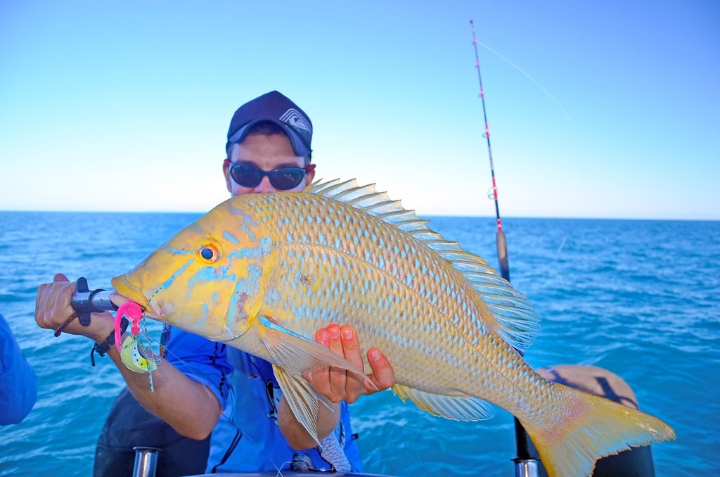 Lee Brake with a nice spangled emperor.  Fish like this are hard to catch on conventional jigs, as they can be finicky, but they love octos. © Lee Brake